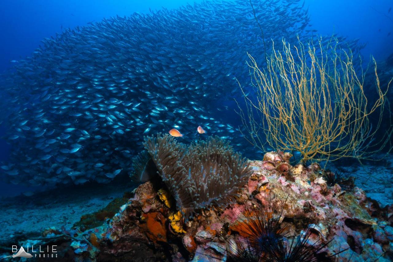Hydronauts Diving Resort - Κο Τάο Εξωτερικό φωτογραφία